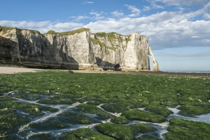 Framed Print : Porte d Aval with low tide and seaweed on the beach, Etretat, Normandy, France, Europe Framed Print : Porte d Aval with low tide and seaweed on the beach, Etretat, Normandy, France, Europe