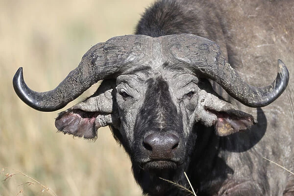 Portrait of an African buffalo, Masai Mara Game Reserve, Kenya, East Africa, Africa