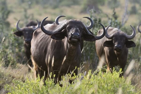 Portrait of an African buffalo (Syncerus caffer) looking at the camera, Tsavo, Kenya