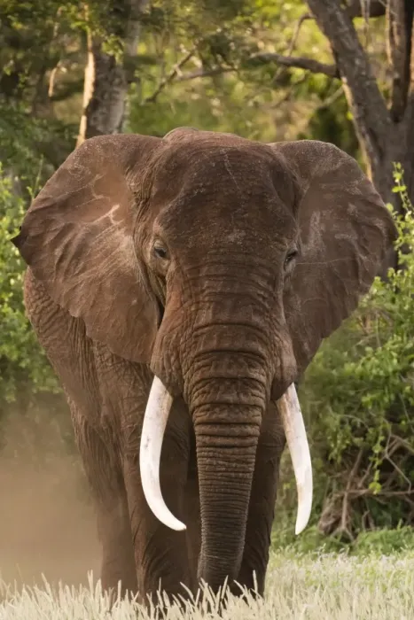 Framed Print : Portrait of an African elephant (Loxodonta africana), looking at the camera, Tsavo Framed Print : Portrait of an African elephant (Loxodonta africana), looking at the camera, Tsavo