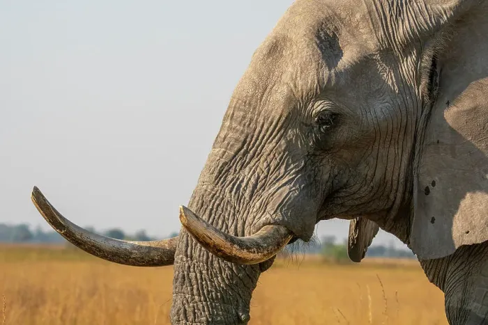 Framed Print : Portrait of an African elephant (Loxodonta africana), Okavango Delta, Botswana, Africa Framed Print : Portrait of an African elephant (Loxodonta africana), Okavango Delta, Botswana, Africa