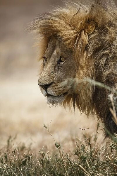 Portrait of an African lion (Panthera leo), Serengeti National Park, Tanzania, East Africa