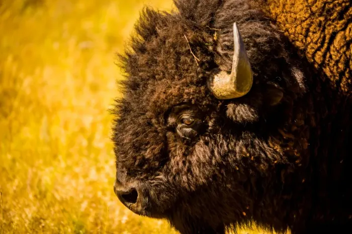 Framed Print : Portrait of an American buffalo, Buffalo Round Up, Custer State Park, Black Hills Framed Print : Portrait of an American buffalo, Buffalo Round Up, Custer State Park, Black Hills