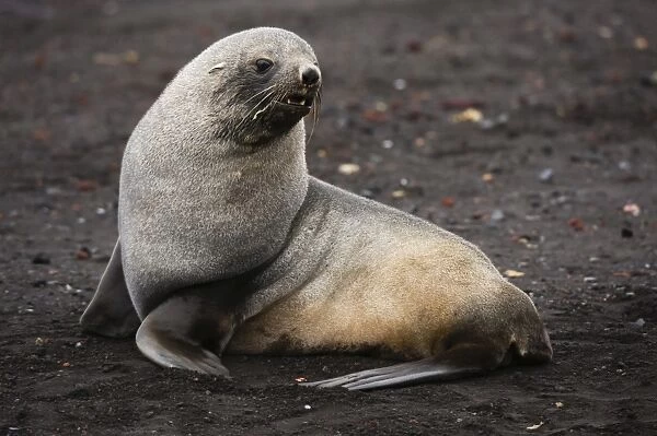 Portrait of an Antarctic fur seal (Arctocephalus gazella), Deception Island, Antarctica