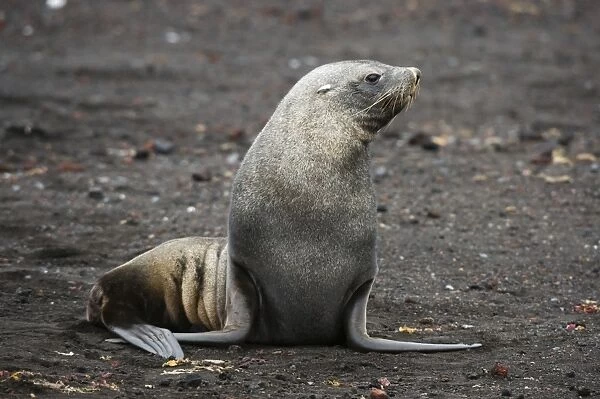 Portrait of an Antarctic fur seal (Arctocephalus gazella), Deception Island, Antarctica