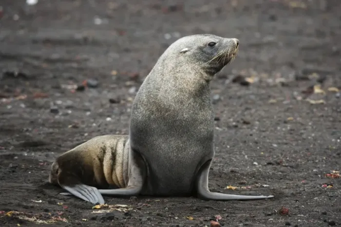Framed Print : Portrait of an Antarctic fur seal (Arctocephalus gazella), Deception Island, Antarctica Framed Print : Portrait of an Antarctic fur seal (Arctocephalus gazella), Deception Island, Antarctica