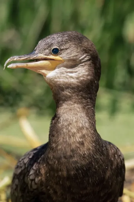 Framed Print : Portrait of a black cormorant (Chanco), Titicaca, Bolivia, South America Framed Print : Portrait of a black cormorant (Chanco), Titicaca, Bolivia, South America