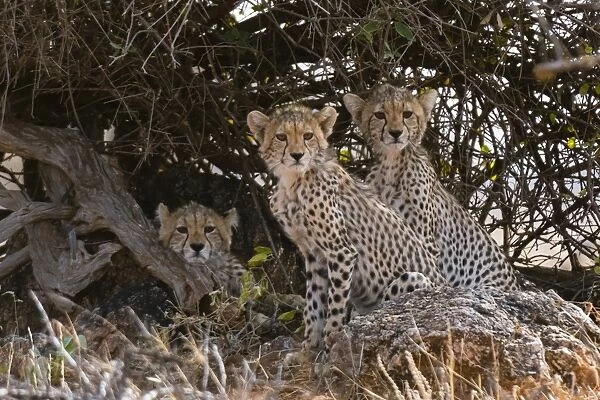 Portrait of three cheetah cubs (Acinonyx jubatus), Samburu National Reserve, Kenya