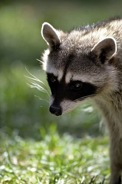 Portrait of common raccoon (Procyon lotor), Bearizona Wildlife Park, Williams, Arizona, United States of America, North America