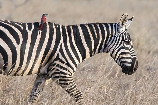 Portrait of a common zebra (Equus quagga), walking with a northern carmine bee-eater