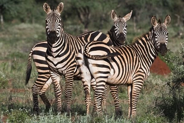 Portrait of three common zebras (Equus quagga) in a green savannah, looking at the camera