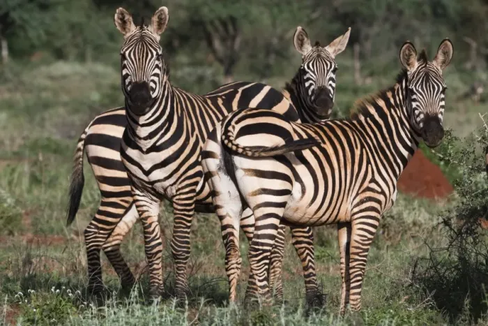 Framed Print : Portrait of three common zebras (Equus quagga) in a green savannah, looking at the camera Framed Print : Portrait of three common zebras (Equus quagga) in a green savannah, looking at the camera