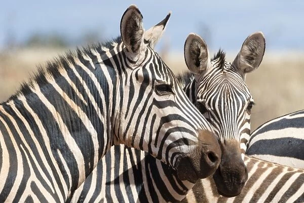 Portrait of two common zebras (Equus quagga), Tsavo, Kenya, East Africa, Africa