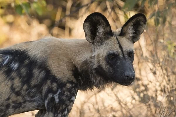 Portrait of an endangered African wild dog (Lycaon pictus), Botswana, Africa