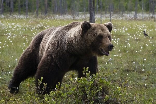 Portrait of a European brown bear (Ursus arctos), Kuhmo, Finland, Europe