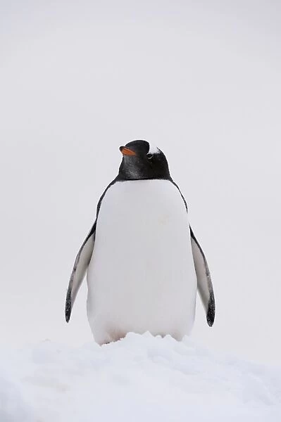 Portrait of a gentoo penguin (Pygoscelis papua), Petermann Island, Antarctica, Polar