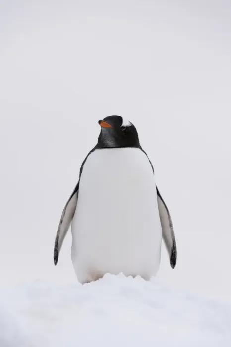 Framed Print : Portrait of a gentoo penguin (Pygoscelis papua), Petermann Island, Antarctica, Polar Framed Print : Portrait of a gentoo penguin (Pygoscelis papua), Petermann Island, Antarctica, Polar