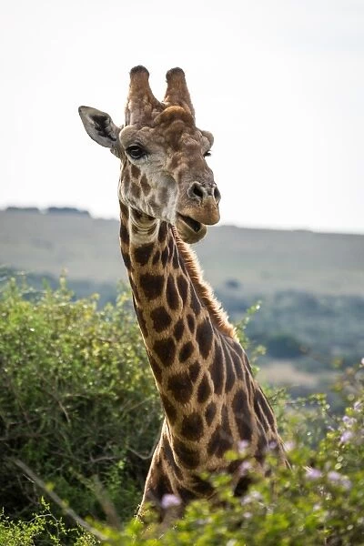 Portrait of a giraffe in the Amakhala Game Reserve on the Eastern Cape, South Africa