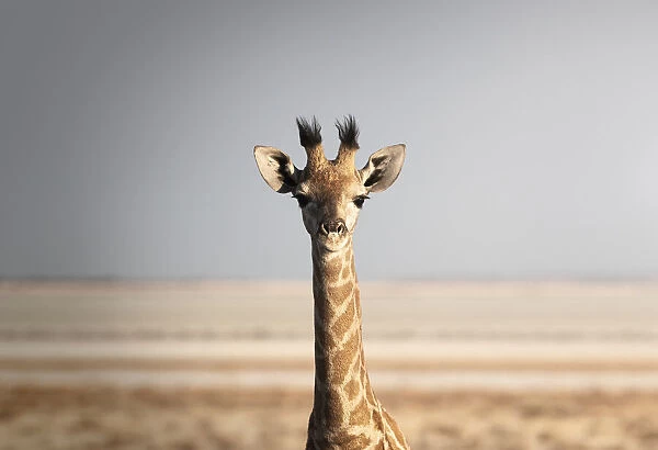 Portrait of a giraffe (Giraffa camelopardalis), Namibia, Africa