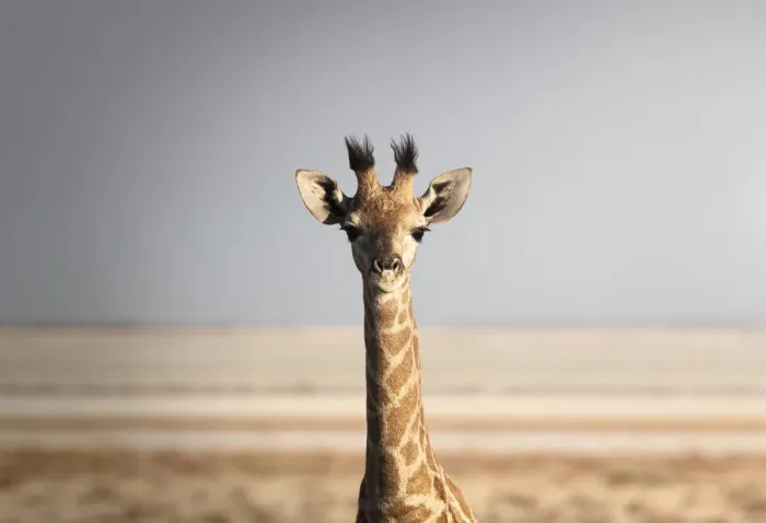 Framed Print : Portrait of a giraffe (Giraffa camelopardalis), Namibia, Africa Framed Print : Portrait of a giraffe (Giraffa camelopardalis), Namibia, Africa