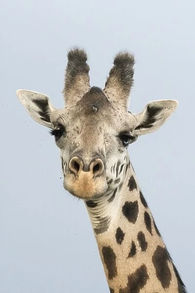 Portrait of a giraffe (Giraffa camelopardalis), Tsavo, Kenya, East Africa, Africa