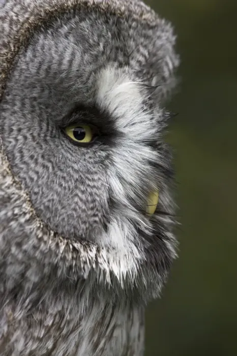 Framed Print : Portrait of a great grey owl (Strix nebulosa), captive, United Kingdom, Europe Framed Print : Portrait of a great grey owl (Strix nebulosa), captive, United Kingdom, Europe