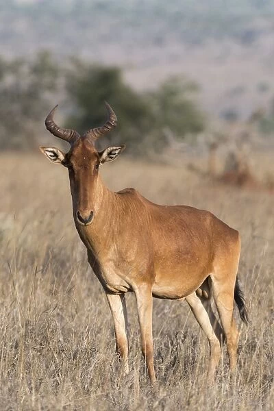 Portrait of an hartebeest (Alcelaphus buselaphus) standing and looking at the camera