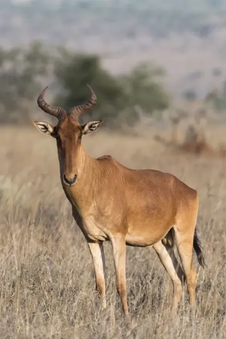 Framed Print : Portrait of an hartebeest (Alcelaphus buselaphus) standing and looking at the camera Framed Print : Portrait of an hartebeest (Alcelaphus buselaphus) standing and looking at the camera