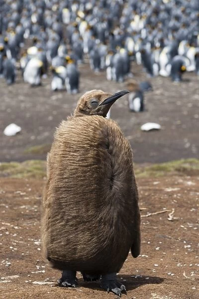 Portrait of a king penguin chick (Aptenodytes patagonica), Falkland Islands, South