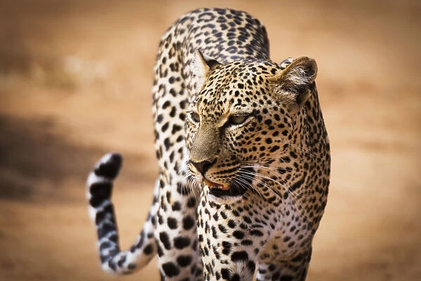 Portrait of a leopard (Panthera pardus), Samburu National Reserve, Kenya, East Africa