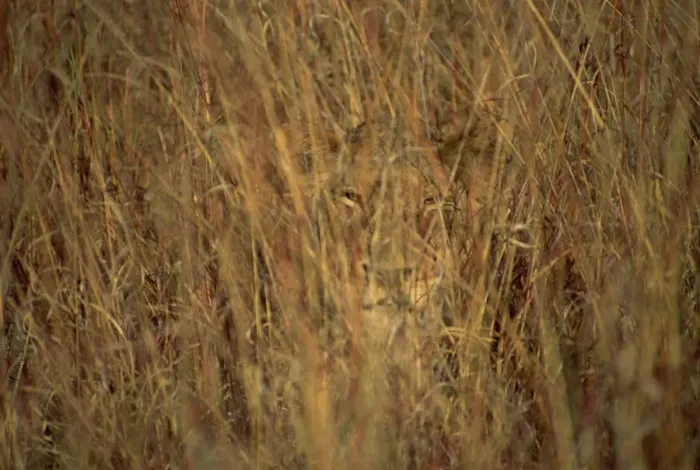 Framed Print : Portrait of a lioness hiding and camouflaged in long grass Framed Print : Portrait of a lioness hiding and camouflaged in long grass