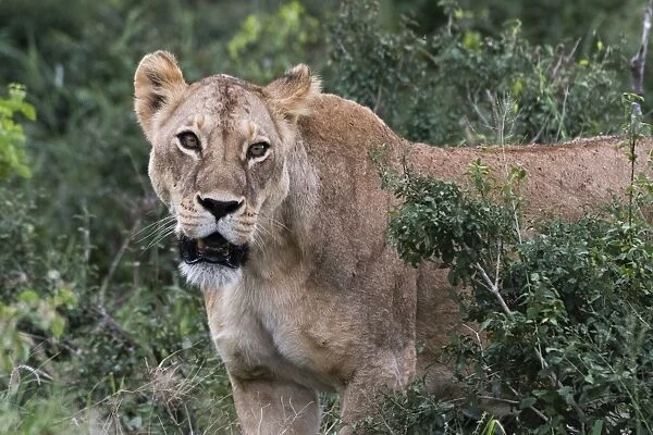 Portrait of a lioness (Panthera leo) in the bush on a kopje known as Lion Rock in Lualenyi reserve