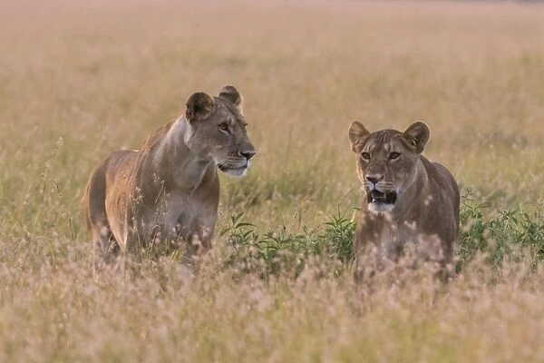 Portrait of two lionesses (Panthera leo) in the savannah, Masai Mara, Kenya, East Africa