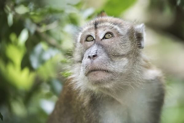 Portrait of a Long Tailed Macaque (Macaca Fascicularis) in the jungle at Bukit Lawang