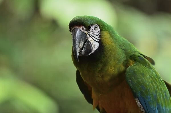 Portrait of Macaw, Lok Kawi Wildlife Park, Sabah, Borneo, Malaysia, Southeast Asia, Asia
