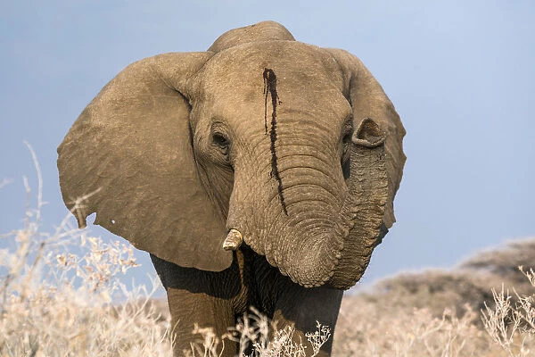 Portrait of a male elephant, Etosha National Park, Oshikoto region, Namibia, Africa