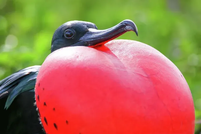 Framed Print : Portrait of male Great Frigatebird (Fregata minor) on Genovesa Island, Galapagos National Park Framed Print : Portrait of male Great Frigatebird (Fregata minor) on Genovesa Island, Galapagos National Park