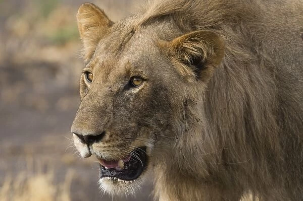 Portrait of a male lion (Panthera leo), Botswana, Africa