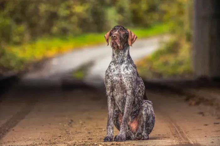 Framed Print : Portrait of a Pointer sitting in the afternoon sunlight, United Kingdom, Europe Framed Print : Portrait of a Pointer sitting in the afternoon sunlight, United Kingdom, Europe