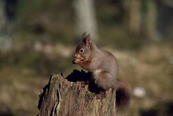 Portrait of a red squirrel