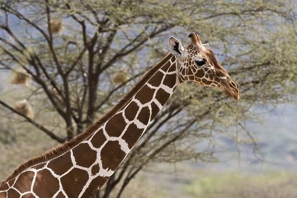 A portrait of a reticulated giraffe (Giraffa camelopardalis reticulata), Kalama Conservancy