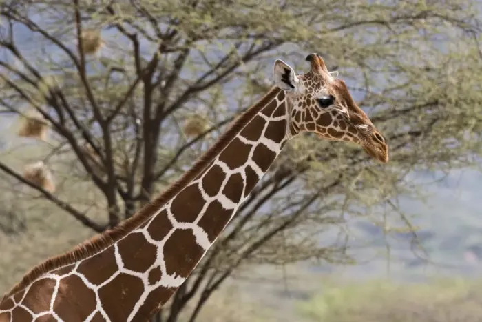 Framed Print : A portrait of a reticulated giraffe (Giraffa camelopardalis reticulata), Kalama Conservancy