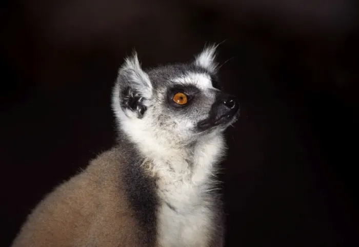 Framed Print : Portrait of a ring-tailed Lemur (Lemur catta), Berenty, Southern Madagascar, Africa Framed Print : Portrait of a ring-tailed Lemur (Lemur catta), Berenty, Southern Madagascar, Africa