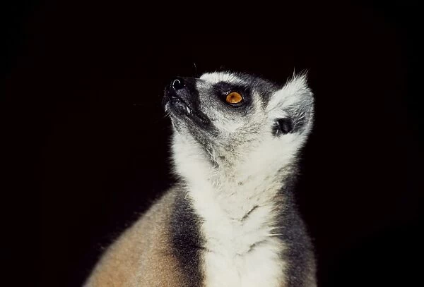 Portrait of a ring-tailed Lemur (Lemur catta), Berenty, Southern Madagascar, Africa