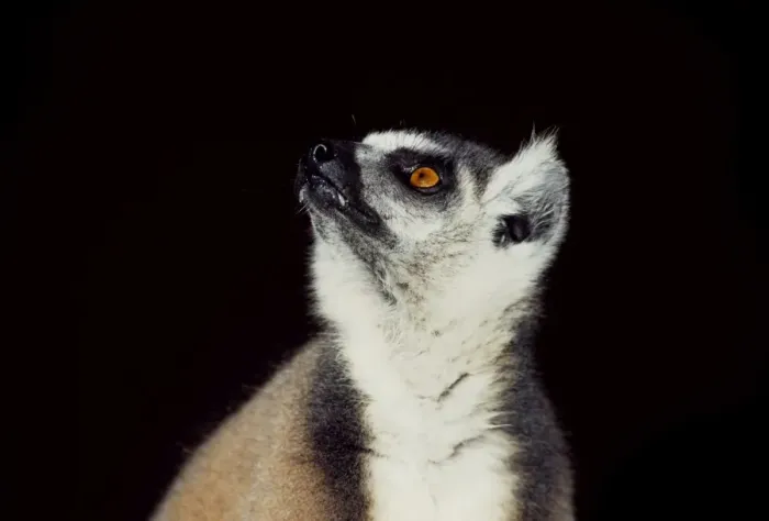 Framed Print : Portrait of a ring-tailed Lemur (Lemur catta), Berenty, Southern Madagascar, Africa Framed Print : Portrait of a ring-tailed Lemur (Lemur catta), Berenty, Southern Madagascar, Africa