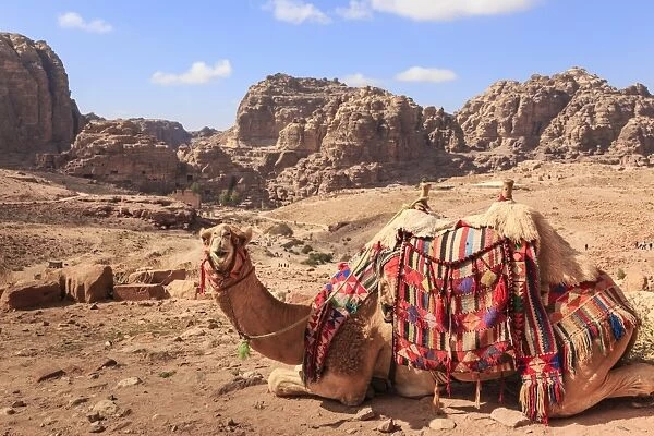 Portrait of seated camel with colourful rugs, view to City of Petra ruins, Petra