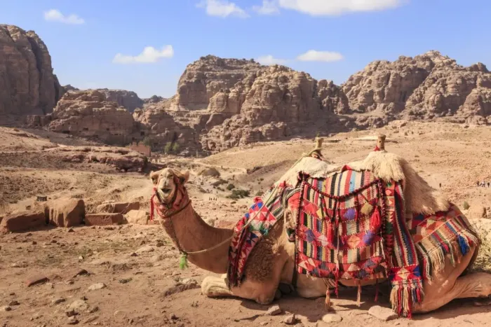 Framed Print : Portrait of seated camel with colourful rugs, view to City of Petra ruins, Petra Framed Print : Portrait of seated camel with colourful rugs, view to City of Petra ruins, Petra