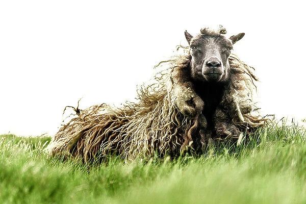 Portrait of a sheep on green meadows, Faroe Islands, Denmark, Europe