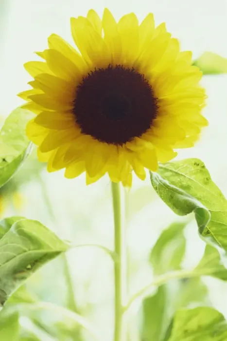 Framed Print : Portrait of a single sunflower Framed Print : Portrait of a single sunflower