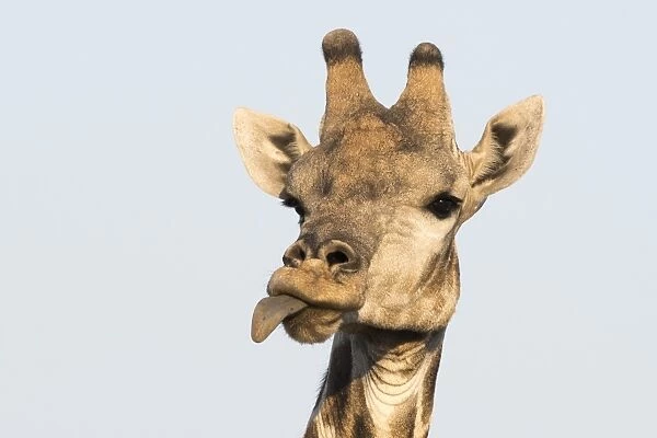Portrait of a southern giraffe (Giraffa camelopardalis), Kalahari, Botswana, Africa